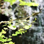日本の滝百選 – 新緑の季節に龍双ヶ滝へ！