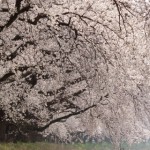 見れば納得！日本一の桜のトンネル