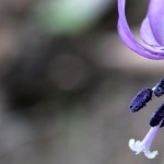 矢ばなの里 – カタクリの花の群生地